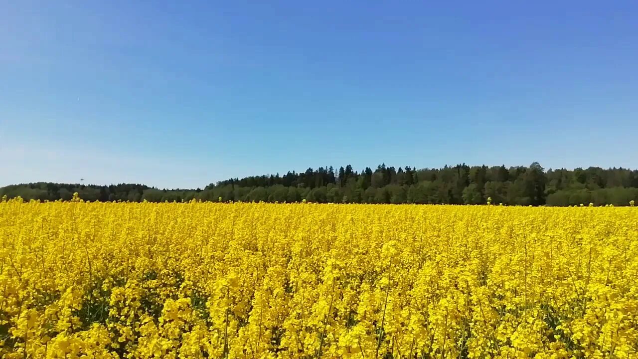 Поля новгородская область. Рапсовые поля Ленобласти. Рапсовое поле Дубровка Тверская область. Поле рапса СПБ. Поля рапсовые Терволово.