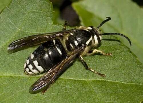 Оса с белыми полосками. Thyreus nitidulus. Жалящие насекомые шершень. Неоновая пчела-кукушка. Оса с белыми полосками.
