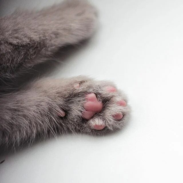 мягкие лапки кмв