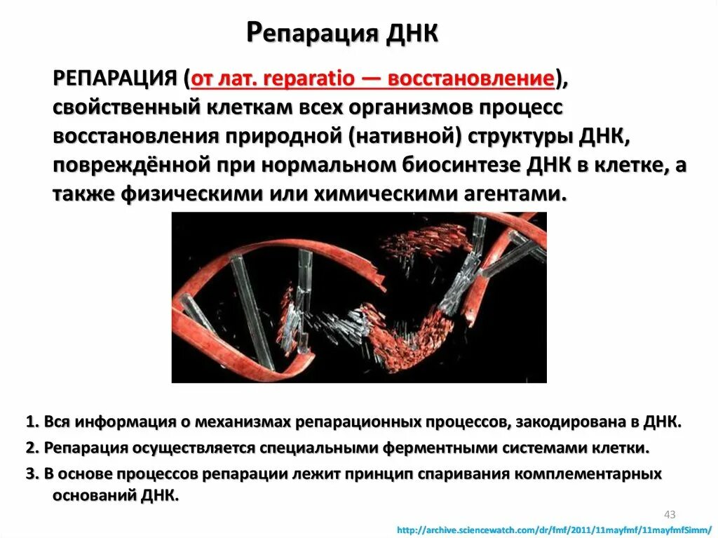 Репарация ошибок и повреждений ДНК. Молекулярные механизмы репарации ДНК. Схема процесса восстановления нативной структуры ДНК. Механизмы восстановления повреждений ДНК.