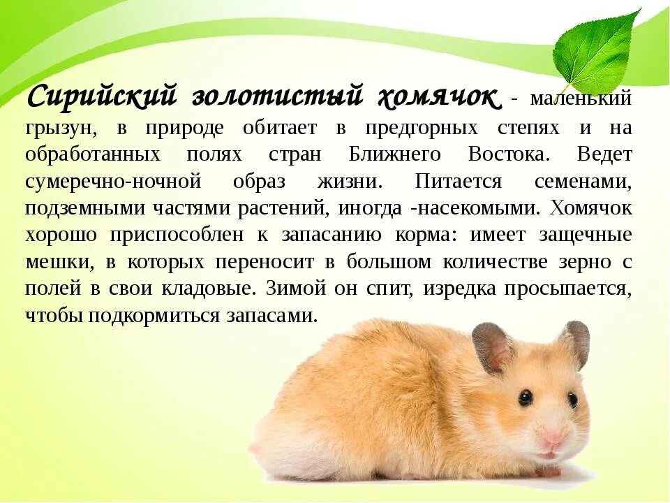 Хомяк для чего он. Хомяк сирийский. доклад про хомяка. сирийский хомяк описание. интересное о хомяках для детей.