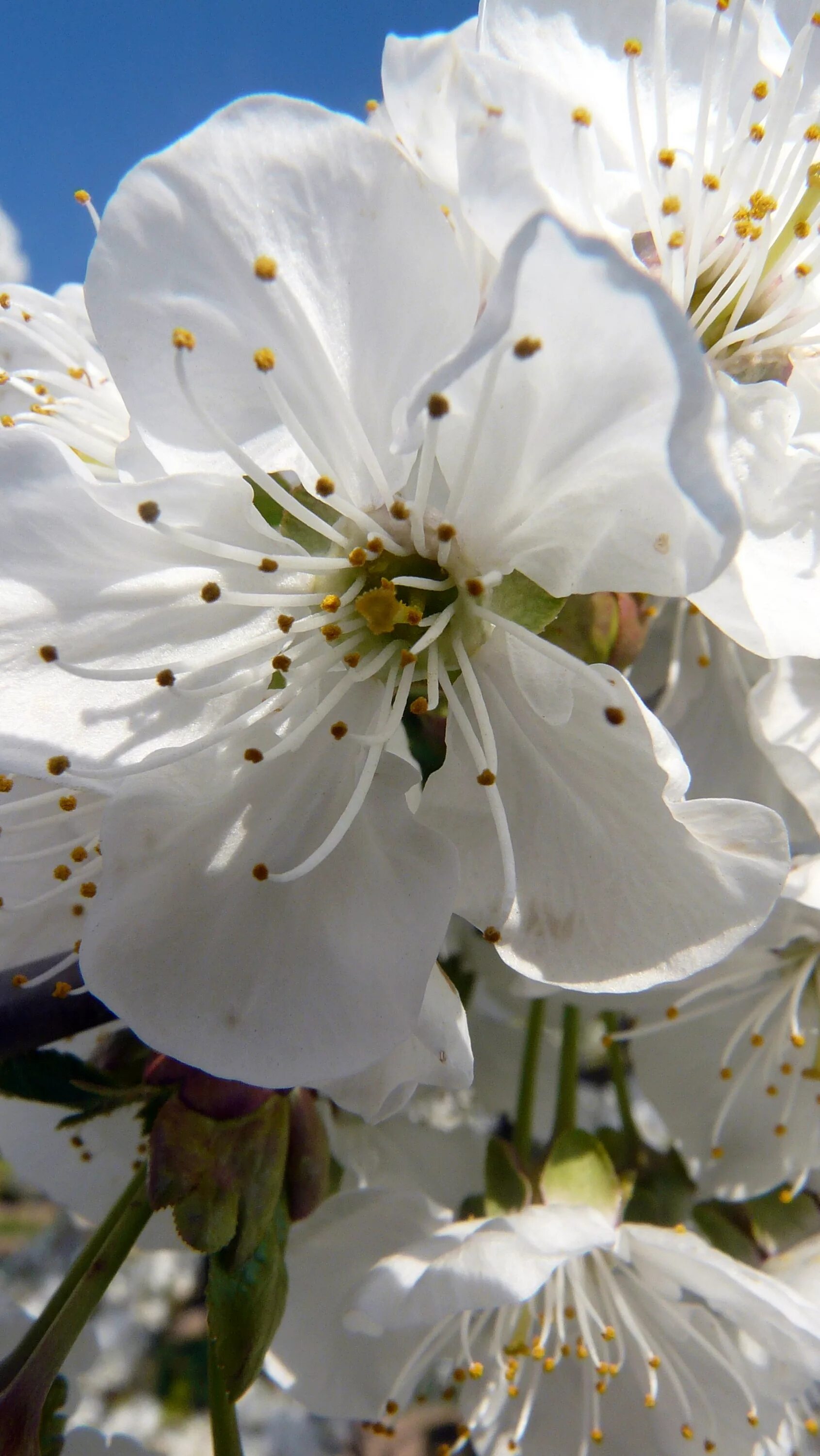 White blossoms. Вайт блоссом. Цветущая вишня. Белоцветущий миндаль. Сакура завязь.