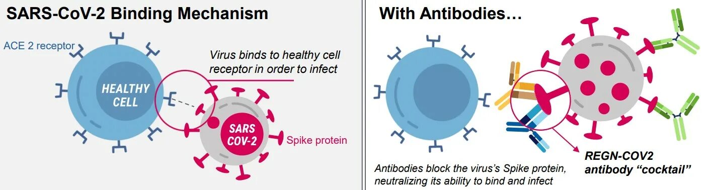 Sars cov 2 ответы на тест. Вирус SARS-cov-2. Коктейль из антител. Regeneron вакцина. Моноклональные антитела.