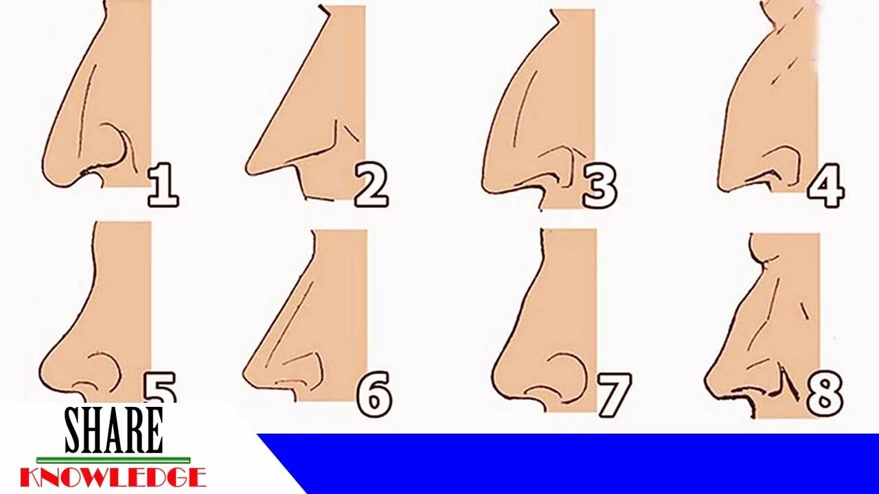 Почему нос назвали носом. Формы носа. Необычные формы носа. Форма носа человека. Виды носа.