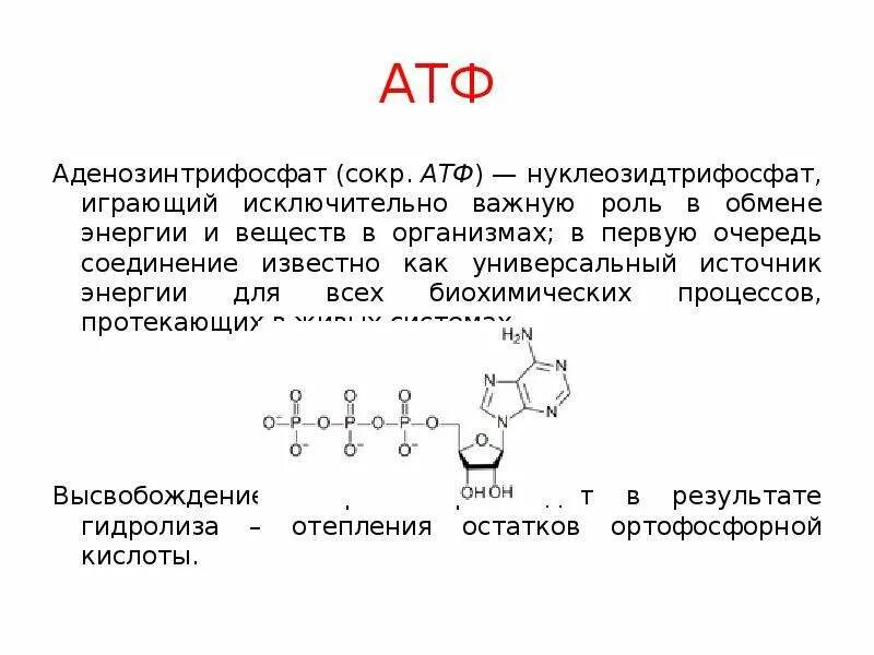 Атф это. Роль АТФ биохимия. Трифосфат АТФ. АТФ формула биохимия. АТФ И вода реакция.