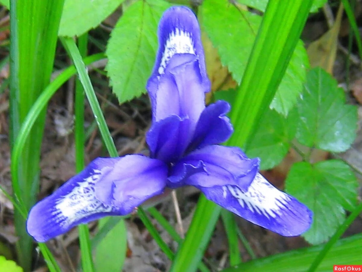 кукушкины слёзки -энциклопедия. ирис мелколистный. лесные ирисы.