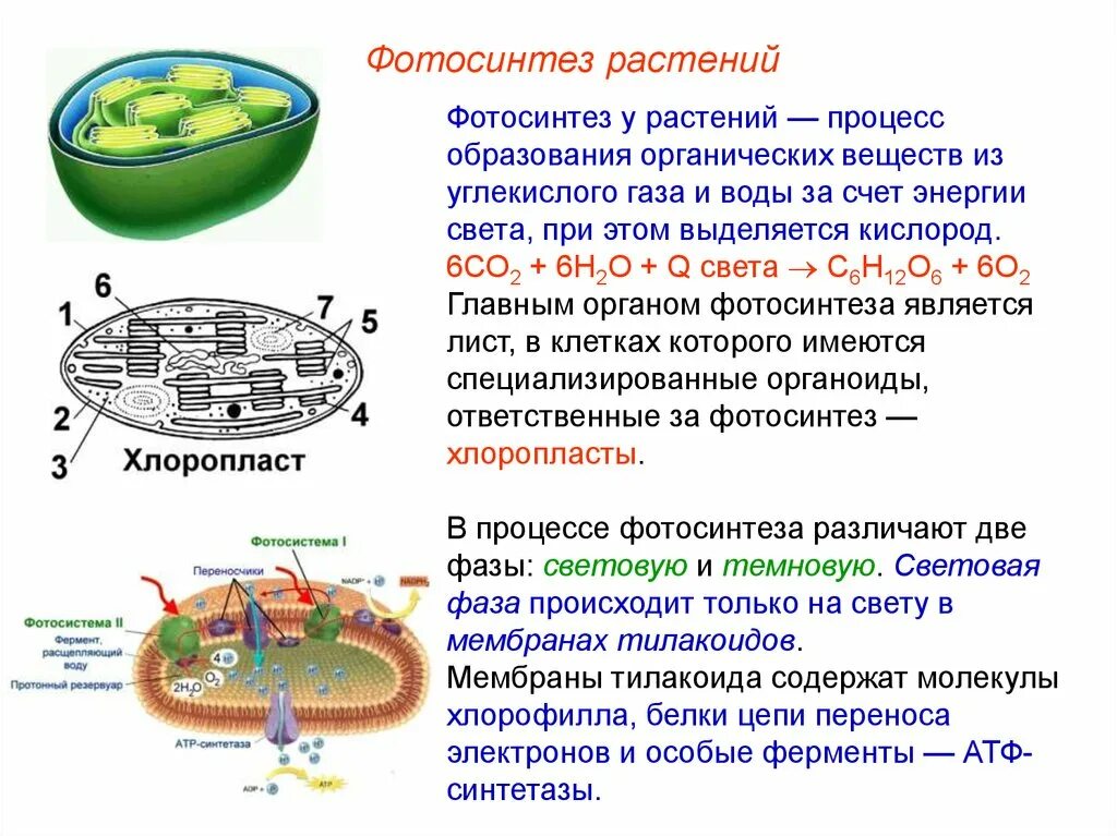 Процесс дыхания хлоропласт. Строение хлоропласта фотосинтез. Процессы питания клетки фотосинтеза.