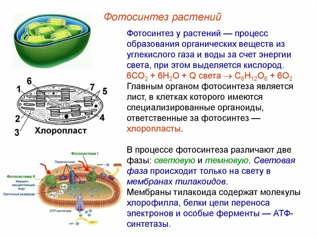 Органеллы водоросли