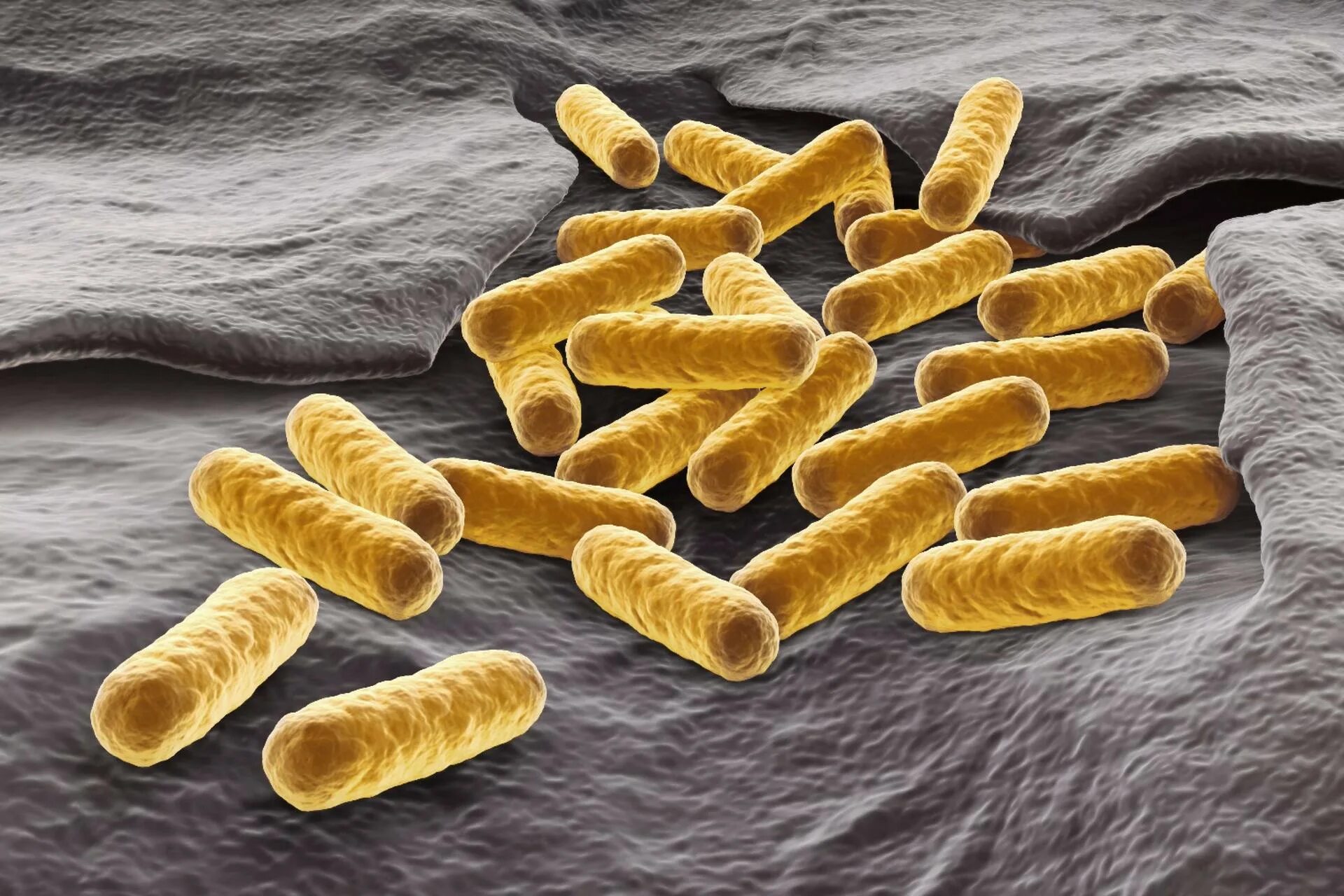 Палочковидные кишечная палочка. Сибирская язва бактерия. Бактерия Escherichia coli. Бактериальная палочка. Кишечная палочка половым