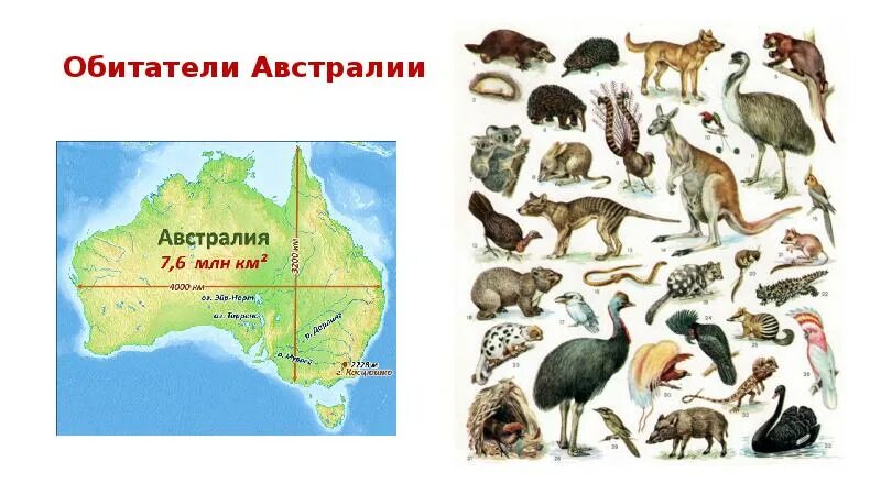 Животные Австралии. Животные Австралии для детей. Материк Австралия животный мир. Карта Австралии с животными и растениями.