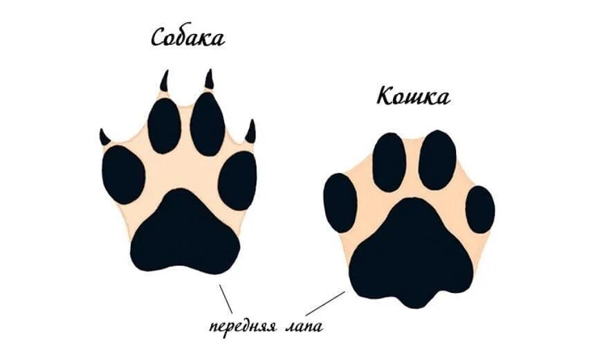 Как отличить следы. След волка. Отпечаток лапы лисы. След волка и собаки. Следы животных картинки.