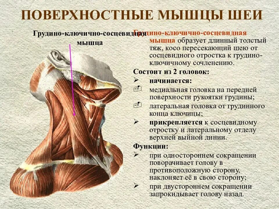 Мышца поворачивающая шею