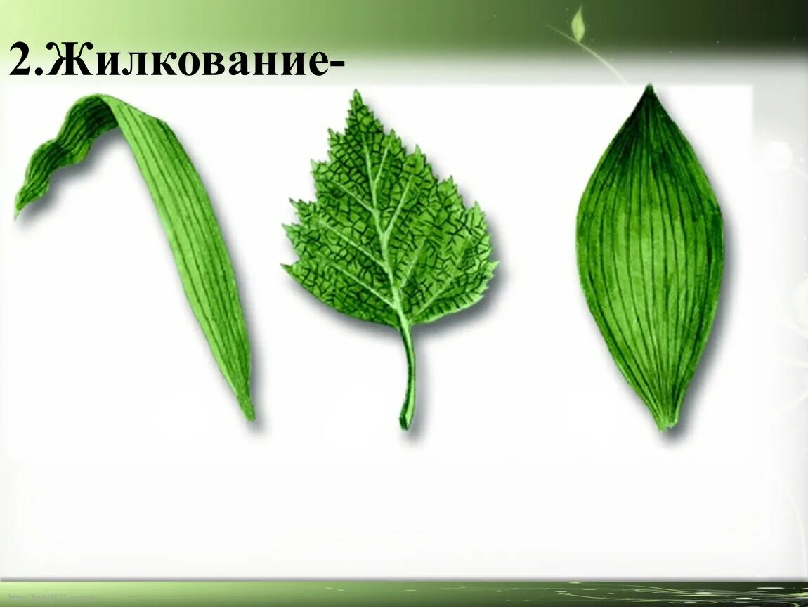 3 типы жилкования. Жилкование листа бегонии. Жилкование листа фикуса. Осока жилкование листа. Растения с сетчатым жилкованием листьев.