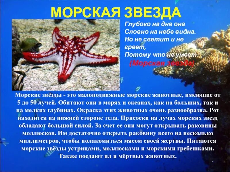 Морская звезда описание. Доклад про морскую звезду. Сообщение о морской звезде. Сообщение на тему морская звезда. Морские обитатели доклад