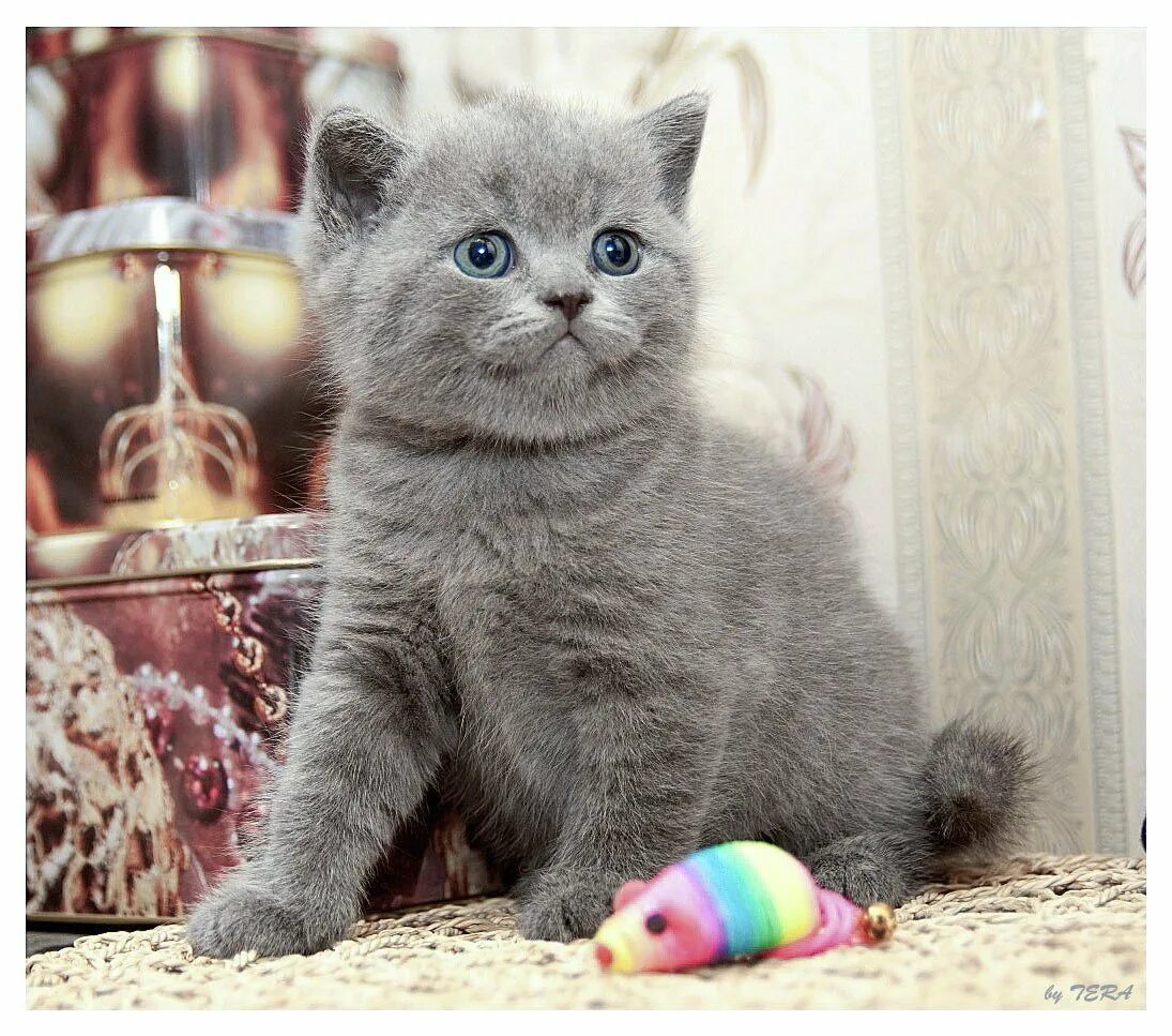 Котята британцы 1. Британская кошка прямоухая котенок. Вислоухие котята 2 недели британцы. Британский котенок 2 месяца. Как выглядят котята британцы.