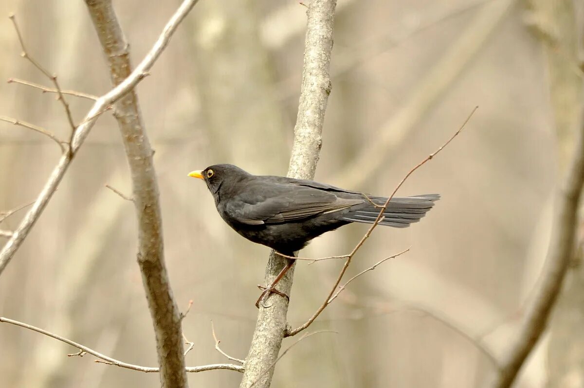 черный дрозд музыка. черный дрозд израиль. черный дрозд на земле. черный дрозд канада фото. как поет черный дрозд.