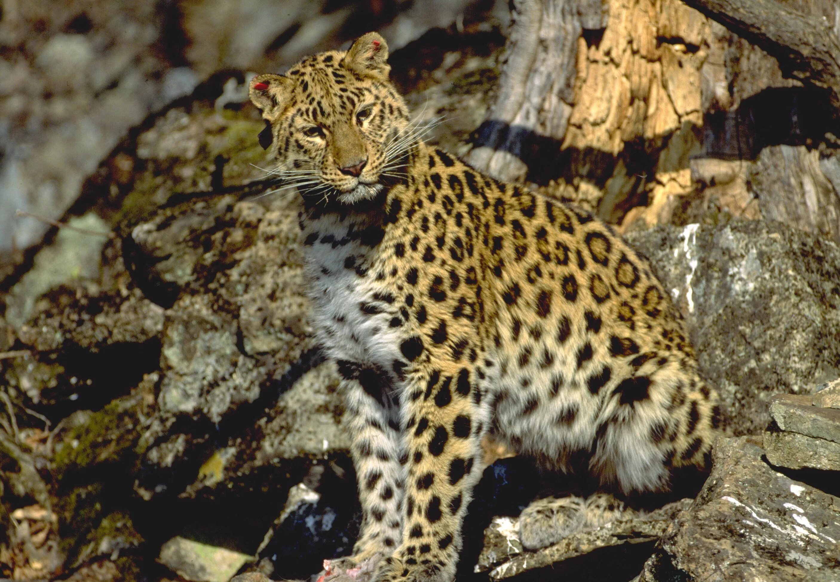Леопард дальневосточный след. Уссурийский заповедник дальневосточный леопард. Дальневосточный леопард самка. Популяция амурского леопарда. Дальневосточный леопард фото.