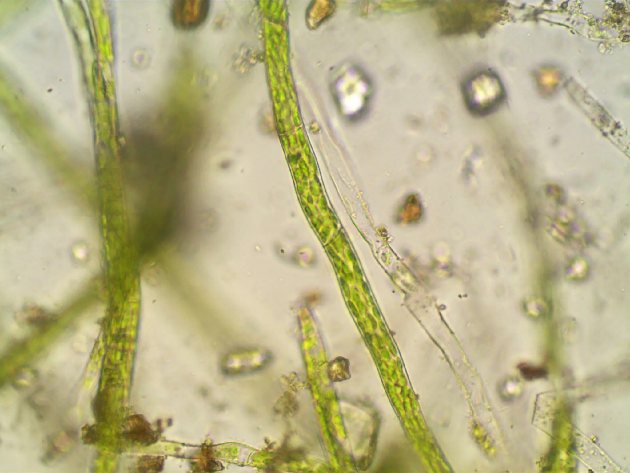 Древние сине-зеленые водоросли цианобактерии. Нематофитовые водоросли. Первые водоросли на земле. Самые древние водоросли.