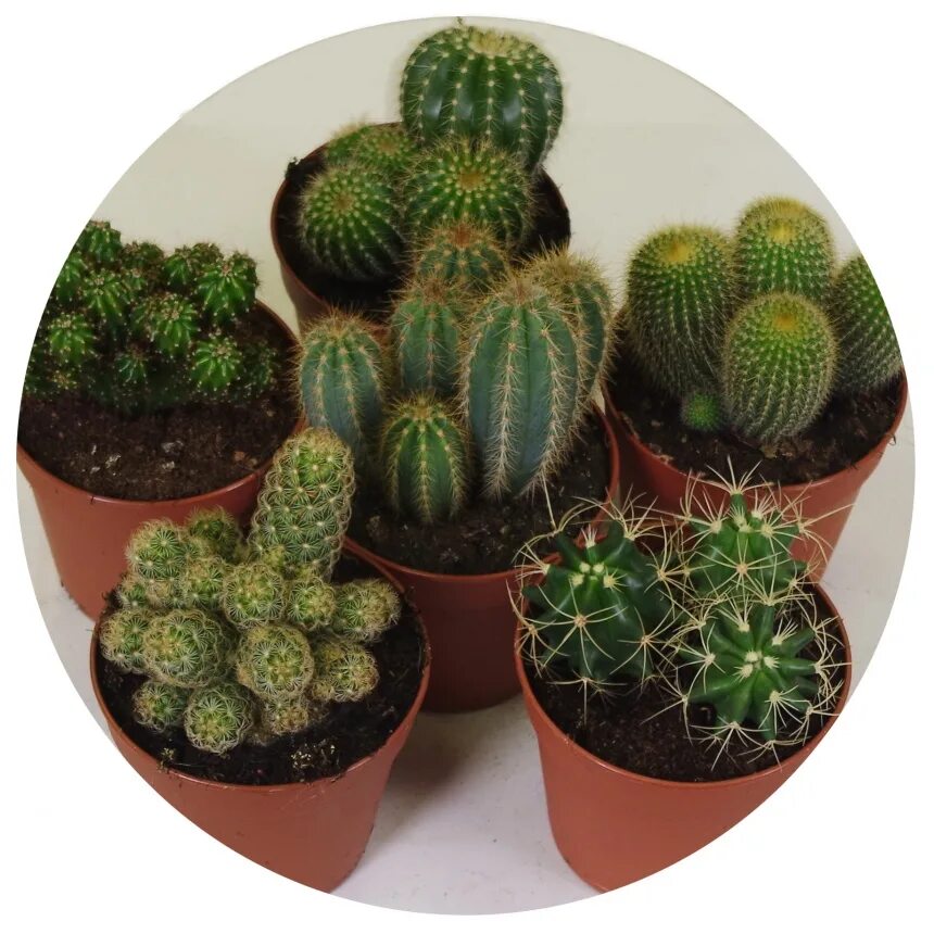 Cactus спб. картридж cactus с054. Cactus спб. уничтожитель кактус. большие кактусы комнатные.