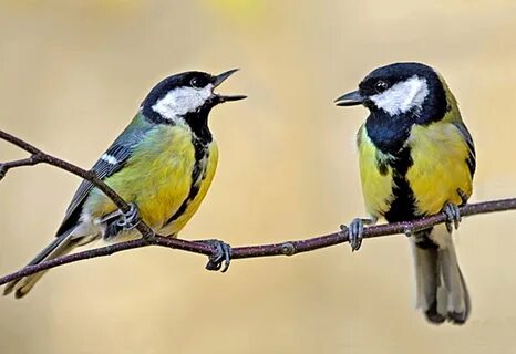Male great tits (Parus major) choose neighbors with similar personalities t...