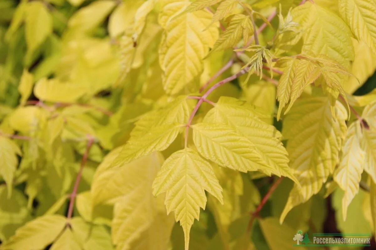 Клен американский ясенелистный. Клен ясенелистный лист. Клен ясенелистный сорняк. Клен ясенелистный лист. Клен ясенелистный (acer negundo).