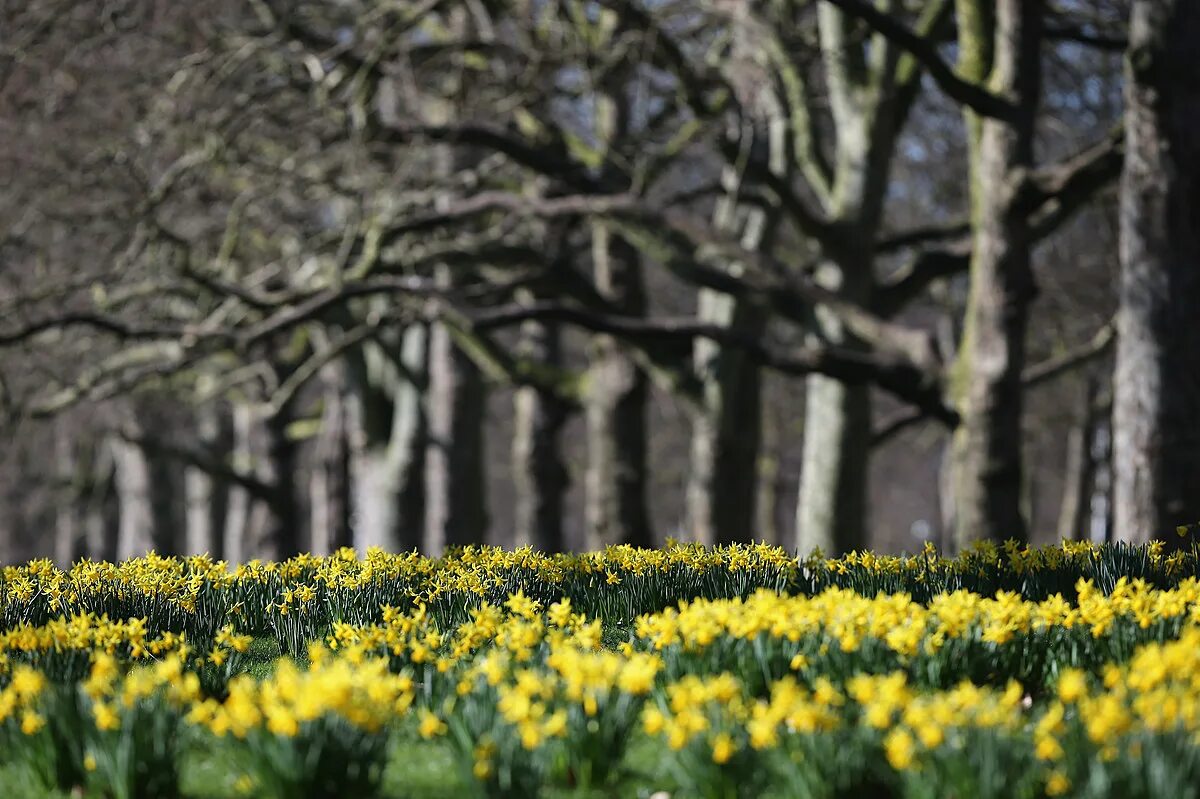 Daffodils Park London. St James's Park, London Daffodil. When Daffodils begin to peer. Spring begins.