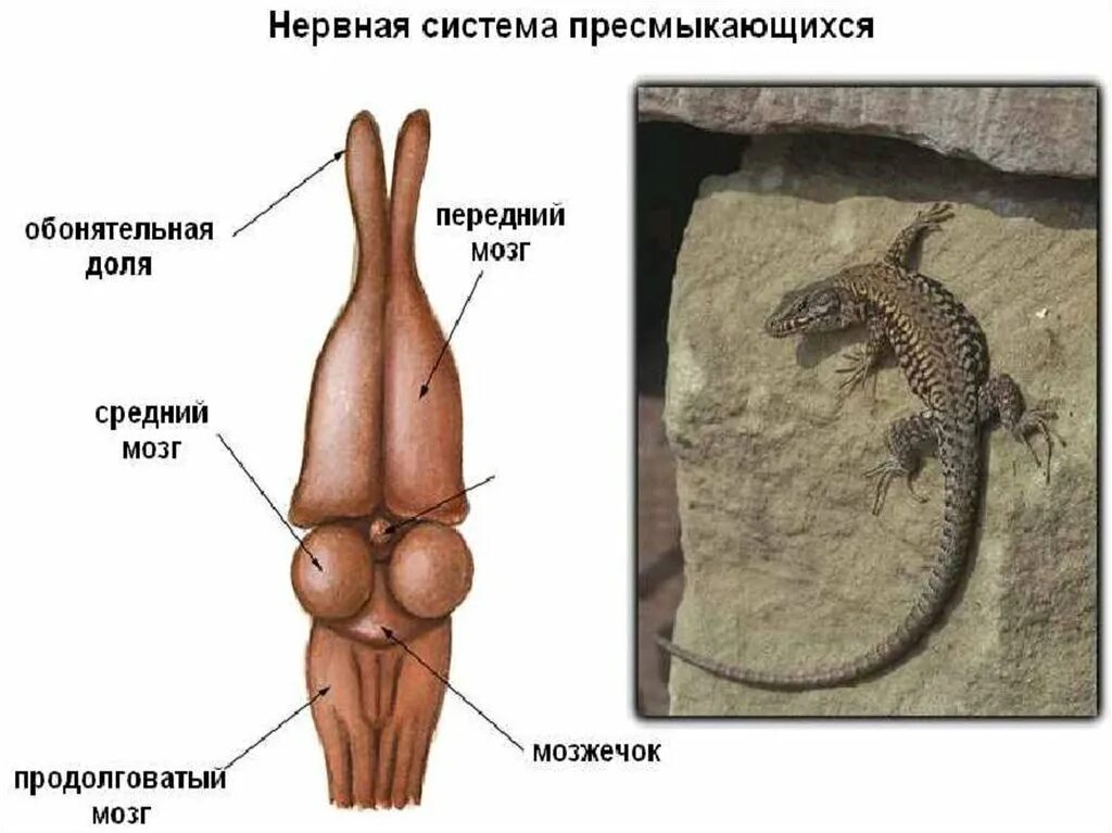 Строение размножения пресмыкающихся. Строение нервной системы рептилий. Внутреннее строение рептилий нервная система. Пресмыкающиеся строение. Нервная система пресмыкающихс.