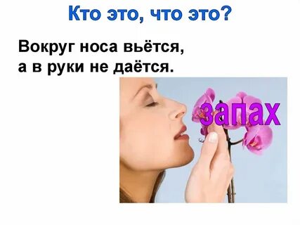 Около носа вьется а в руки