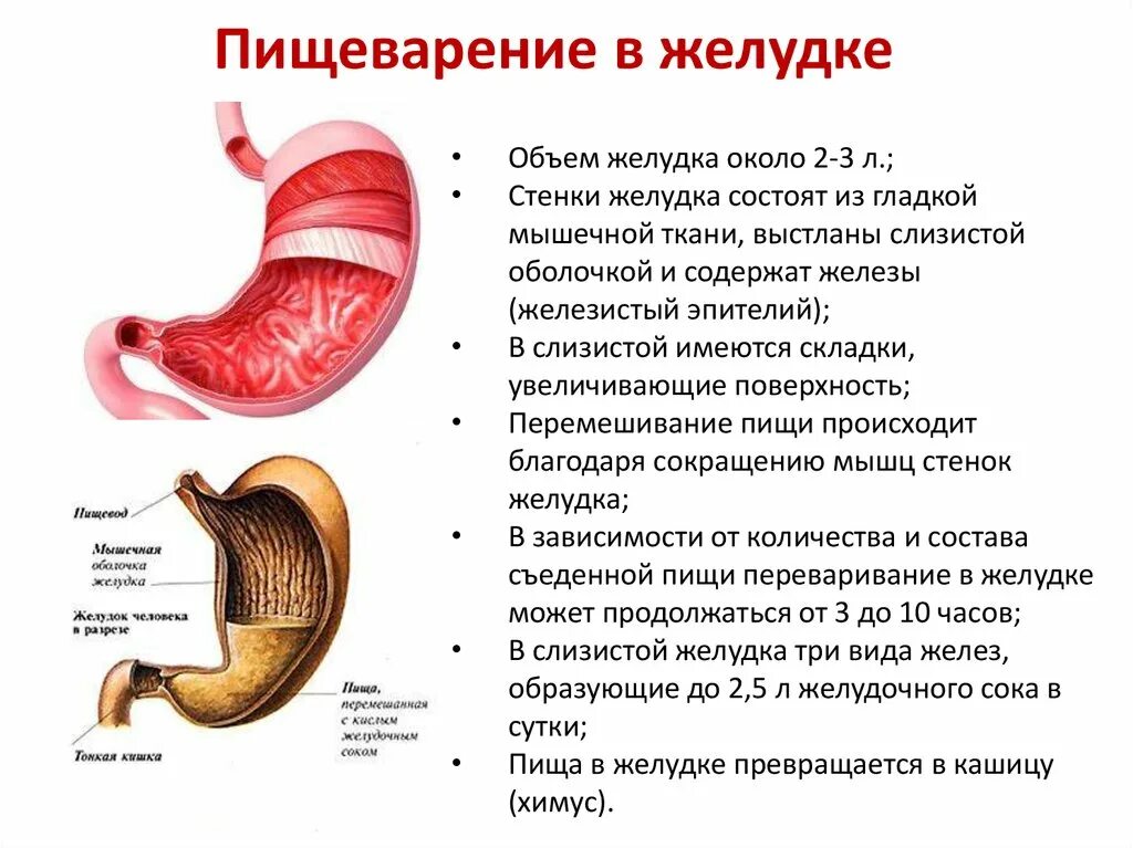 Строение пищеварительной системы желудок. Функции желудка в пищеварительной системе. Анатомия пищеварительная система строение желудка. ЖКТ анатомия человека строение и функции кратко.