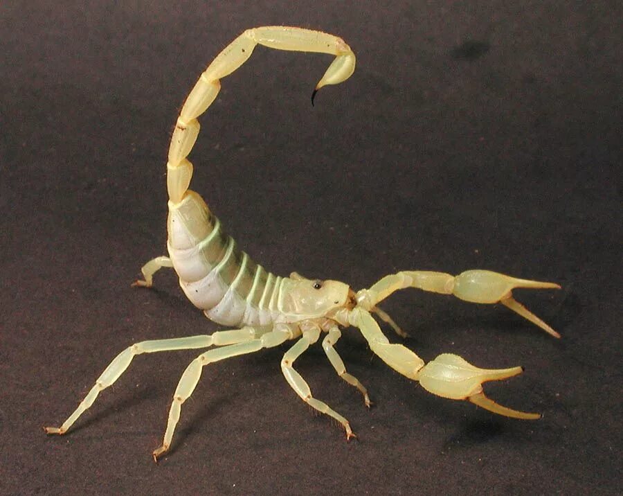Скорпион тип. Smeringurus mesaensis. арахнид скорпион. smeringurus vachoni. смерингурус скорпион.