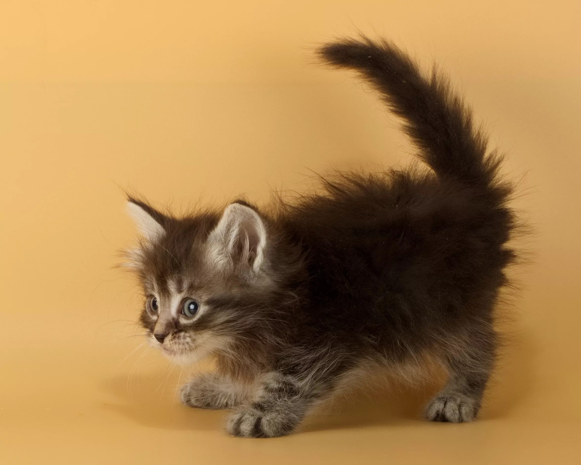 Недорогие кошки. Сибирский котенок мальчик. Кошки маленькие Сибирские. Сибирский котенок маленький. Котята с маленьким хвостиком.