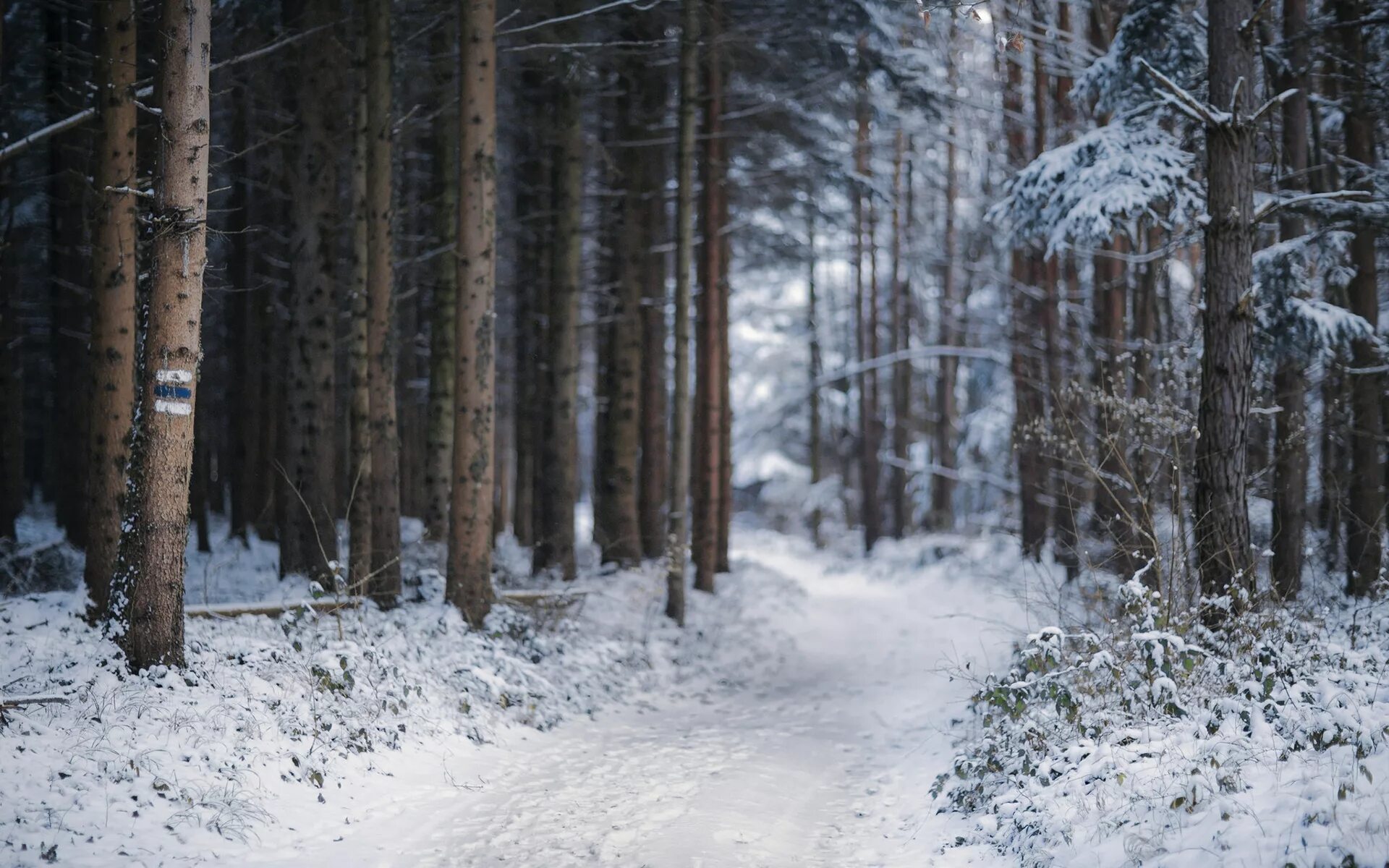 Снежок лесной. Зимой в лесу. Заснеженный лес. Тропинка в зимнем лесу. Тропинка в зимнем деск.