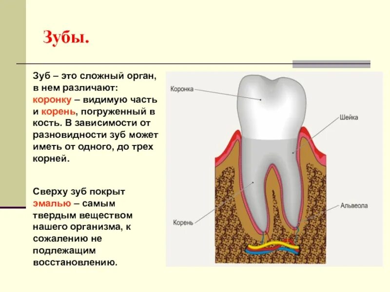 Зубы человека. Части зуба. Строение зуба.