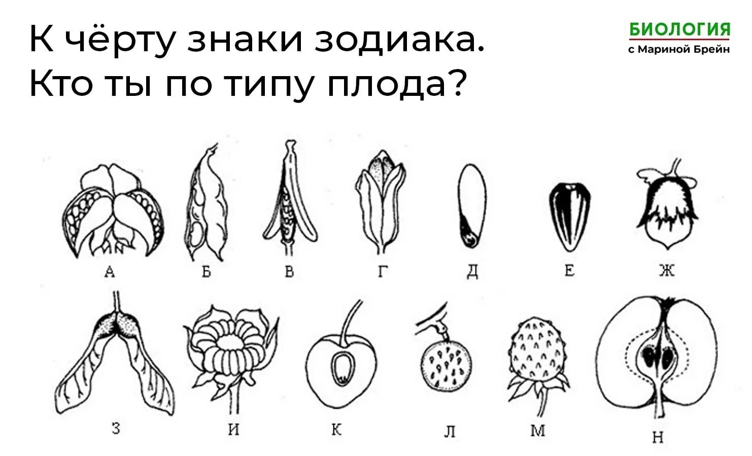 Что относится к частям плода. Типы плодов растений. Тип плода. Типы плодов у цветковых растений. Строение плода покрытосеменных растений.