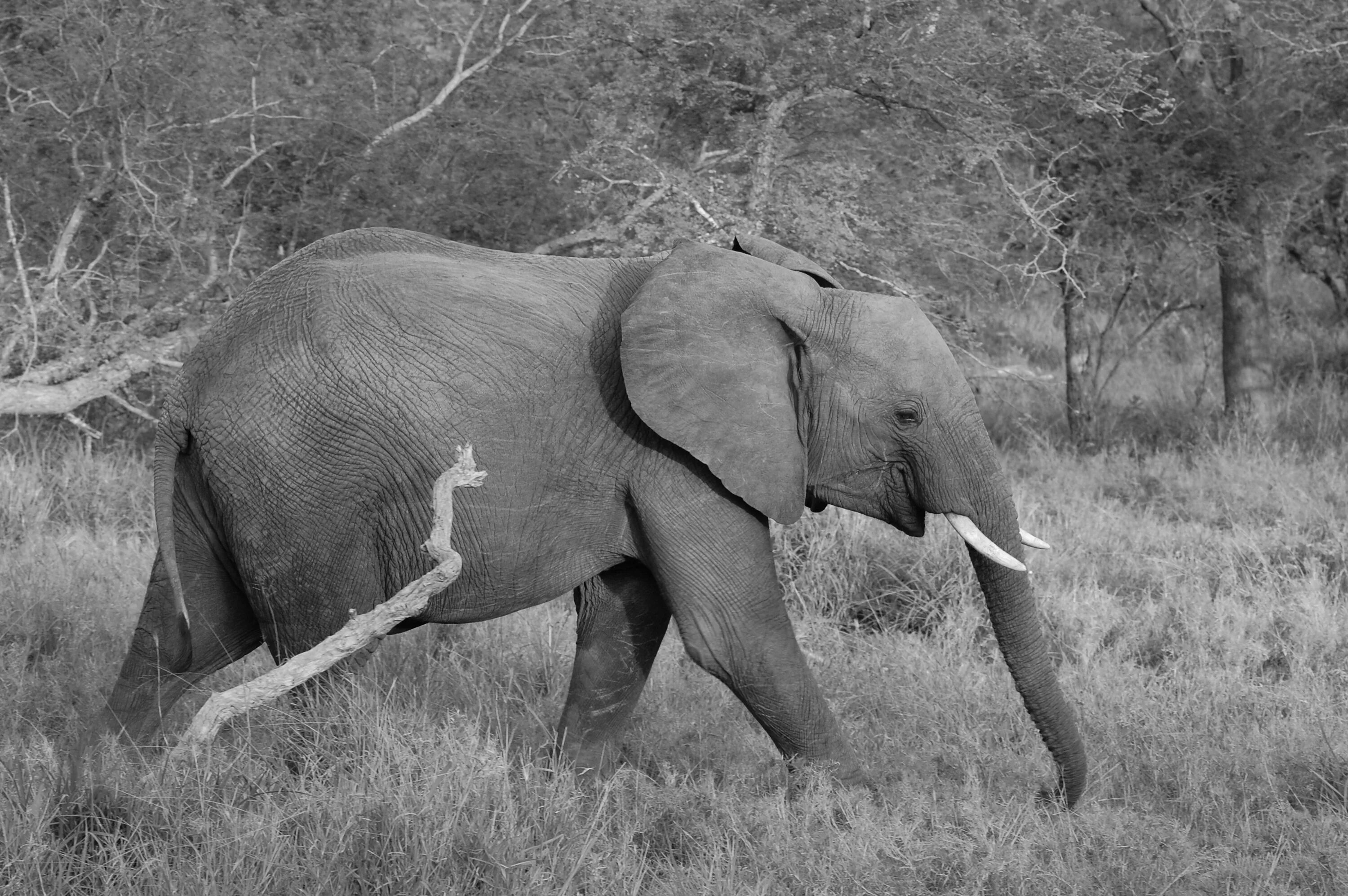 Elephants walking. Слон. Слон серый. Серые слоны. Серый Слоник.