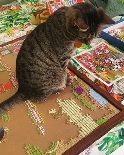 Собери котиков