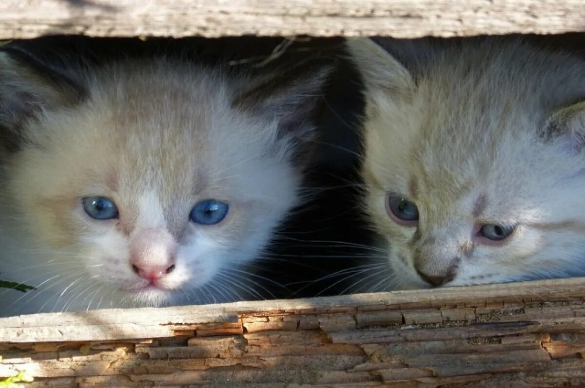 Скинь котенка. Три котенка во дворе. Три котенка с родителями.