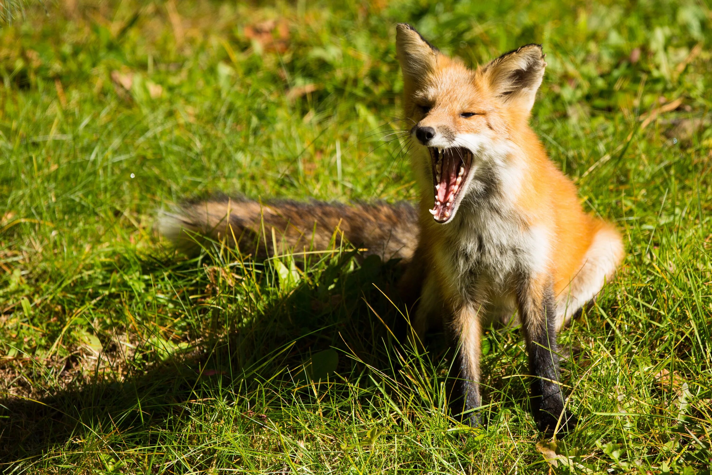 Пампасская лисица. Шакаловые лисицы. Бешеная лиса. Бешеные лисы. Fox wild