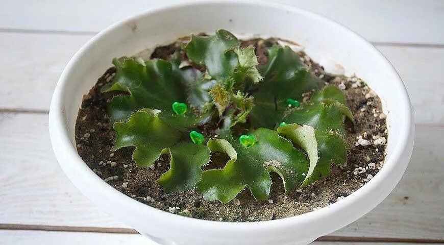 Бегония из листика. Бегония укоренение листом. Бегония королевская черенкование. Бегония комнатная размножение. Листовые черенки (бегония, сенполия);.