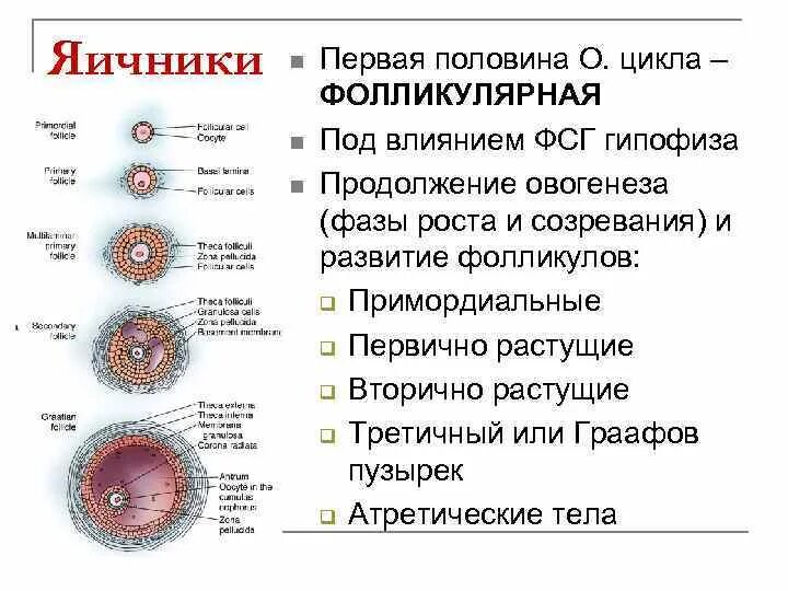 Какого размера должны быть фолликулы. День цикла и размер фолликула. Размер фолликулов в первой фазе. Величина фолликула по дням. Рост фолликулов по дням.