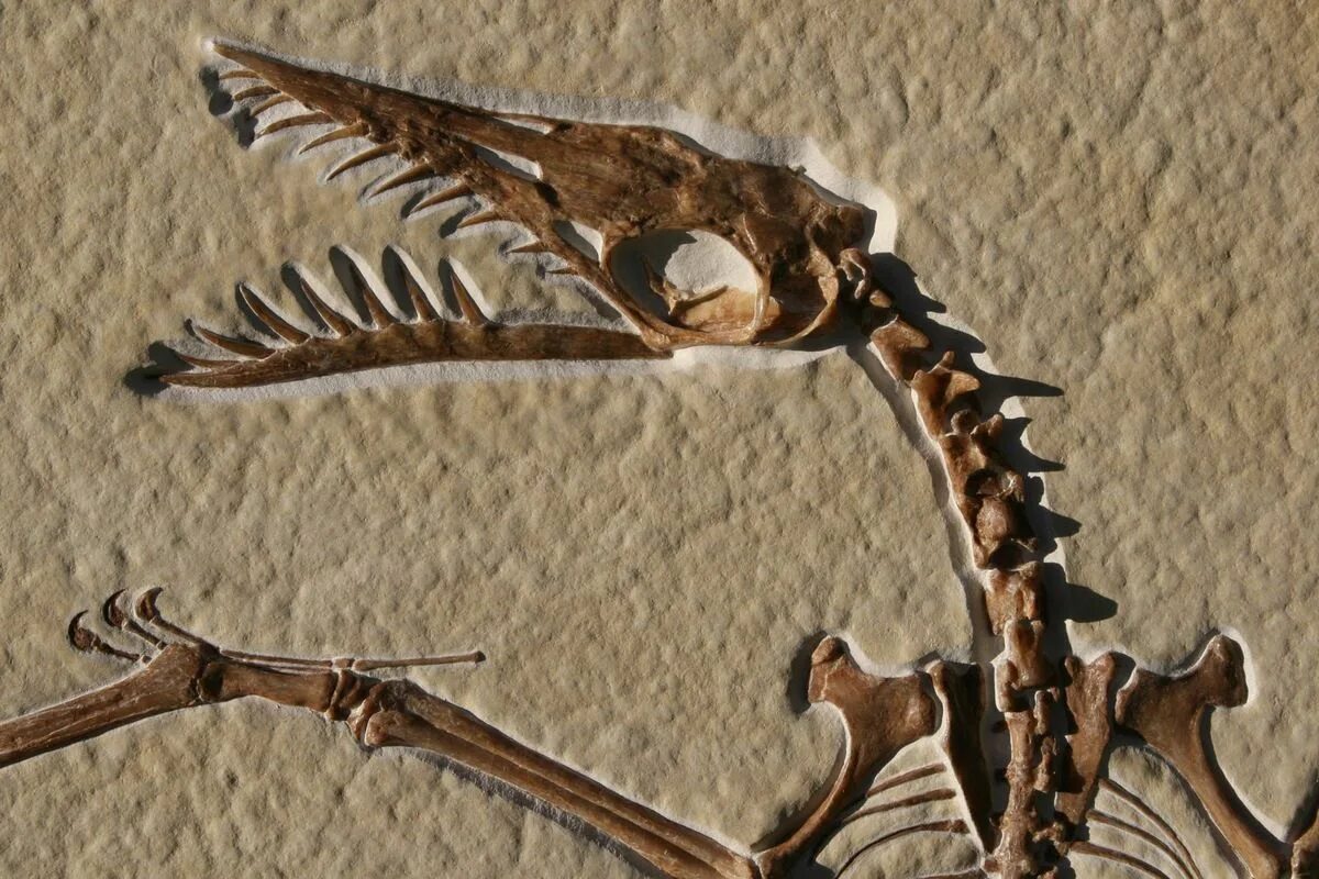 Rhamphorhynchus Muensteri. Рамфоринх динозавр. Рамфоринх скелет. Кости динозавров Рамфоринх.