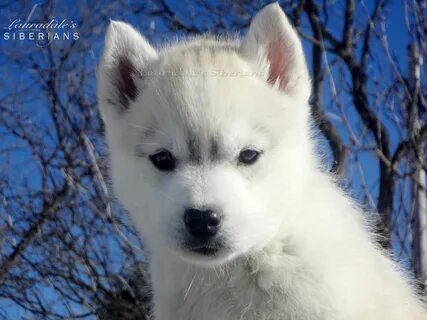 Siberian s