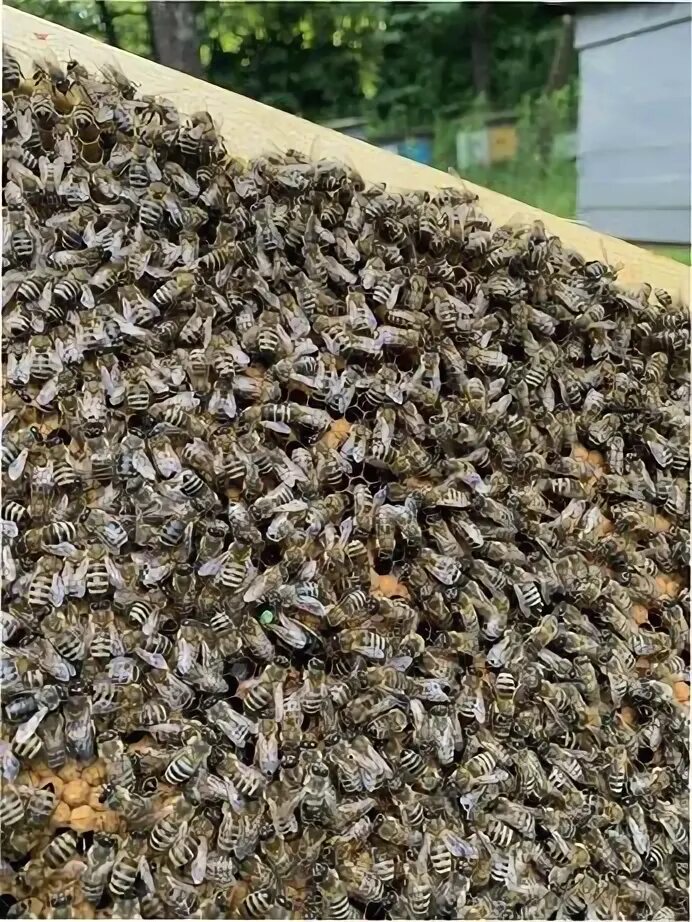 Сколько стоят пчелы