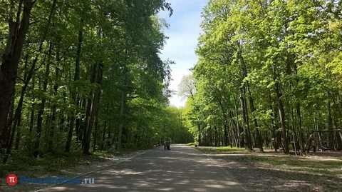 Аллеям пенза