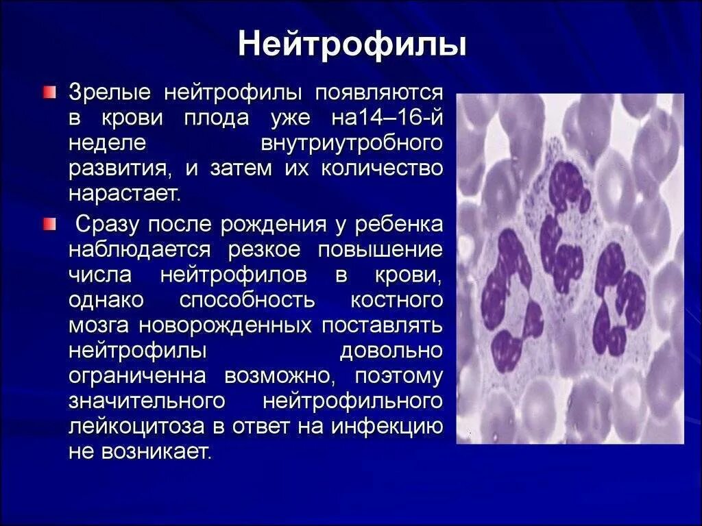 Повышенные гранулоциты в крови причины. Нейтрофилы 7.08. Палочкоядерные нейтрофилы понижены. Снижение количества сегментоядерных нейтрофилов. Функции сегментоядерных нейтрофилов.