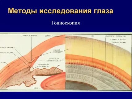 Пространства глаза