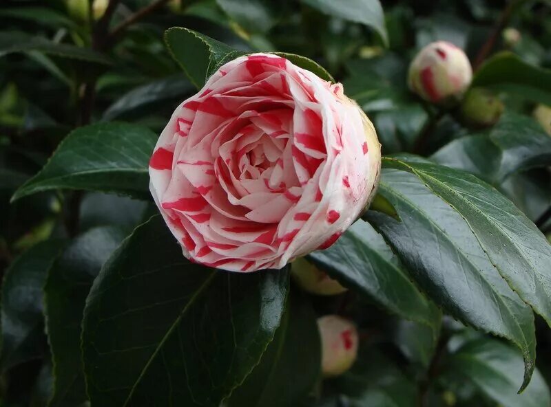 камелия японская древовидная. камелия цветок рассада. муррайя черенки. камелия сасанква садовая. камелия японская бонсай.