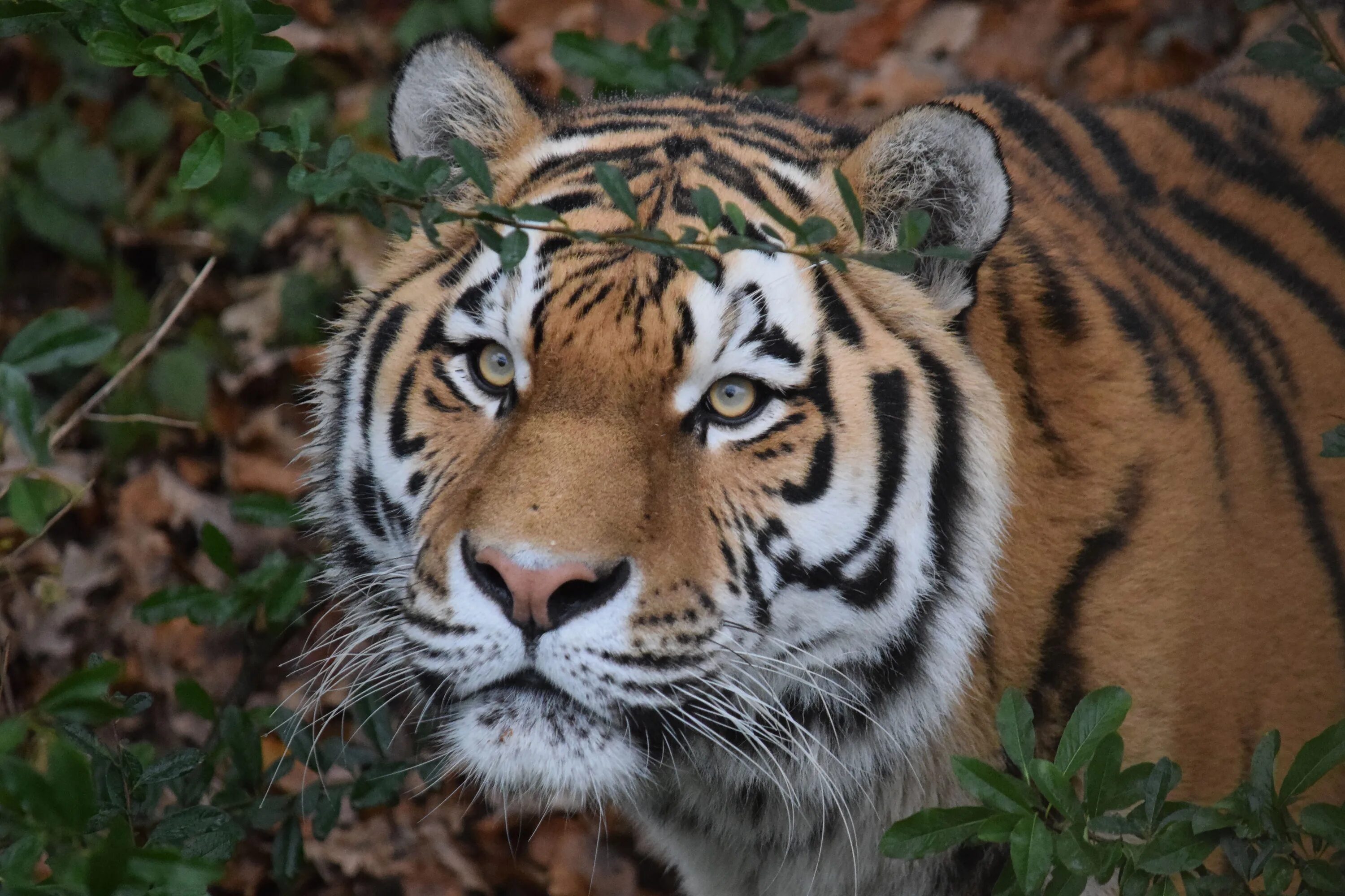 амурский тигр 2023