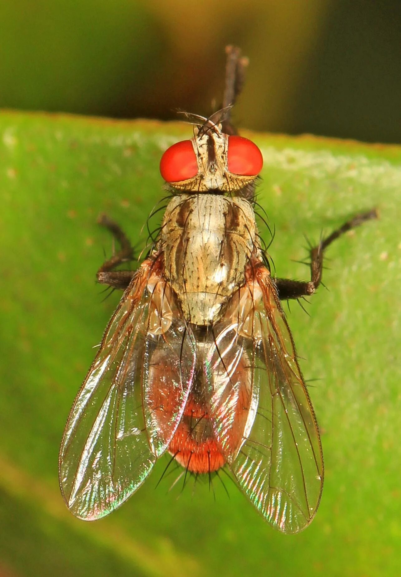 Видовое название мухи. Падальная Муха. Муха говянка. Sarcophagidae Муха. Ктырь ястребница.