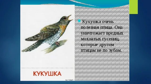 Ключевые слова для характеристики кукушки